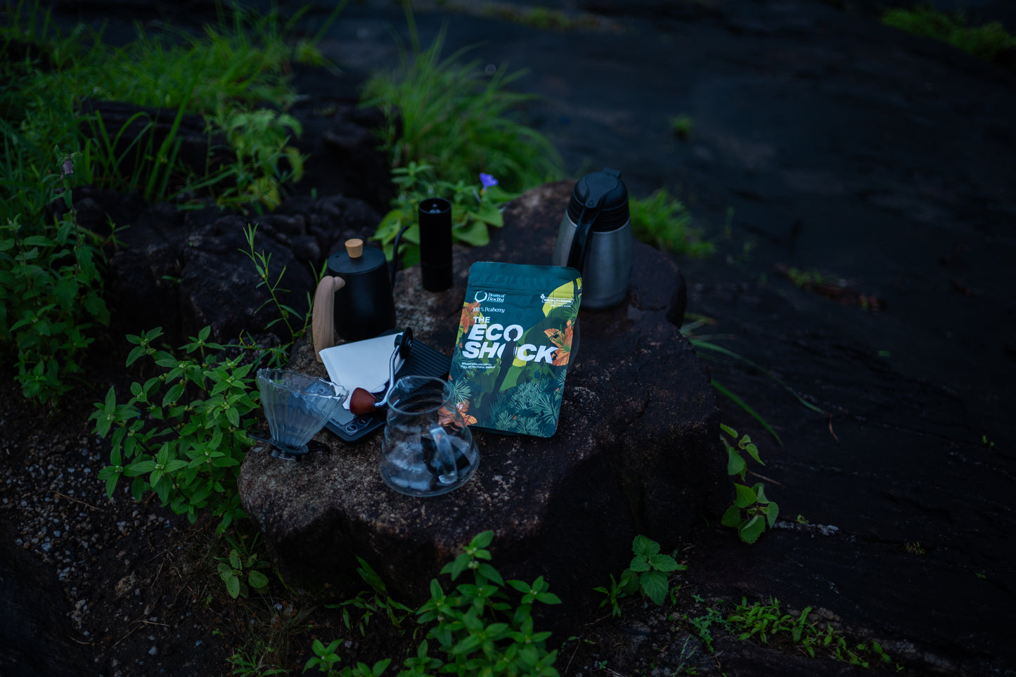 Beans of Bodhi - The Eco Shock | 100% Peaberry Light Roast Coffee | Rich, Sweet & Smooth